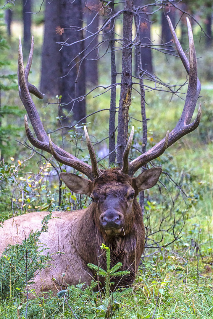 Elk