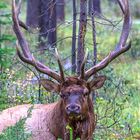 Elk