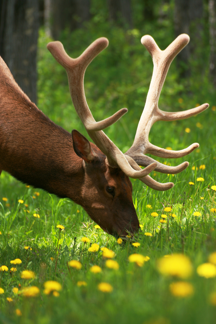 Elk