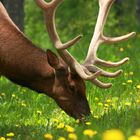 Elk