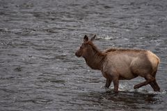 Elk (II) - Ins kalte Wasser