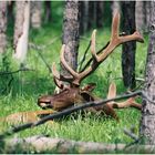 Elk im Banff N.P. - Alberta - Canada