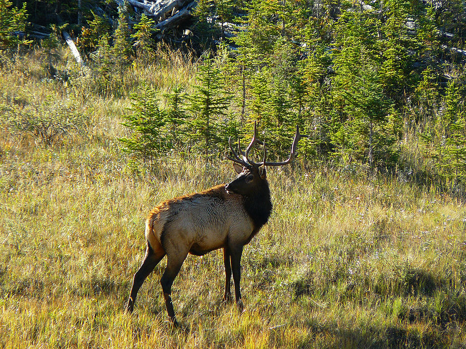 Elk im Jasper Nationalpark