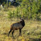 Elk im Jasper Nationalpark