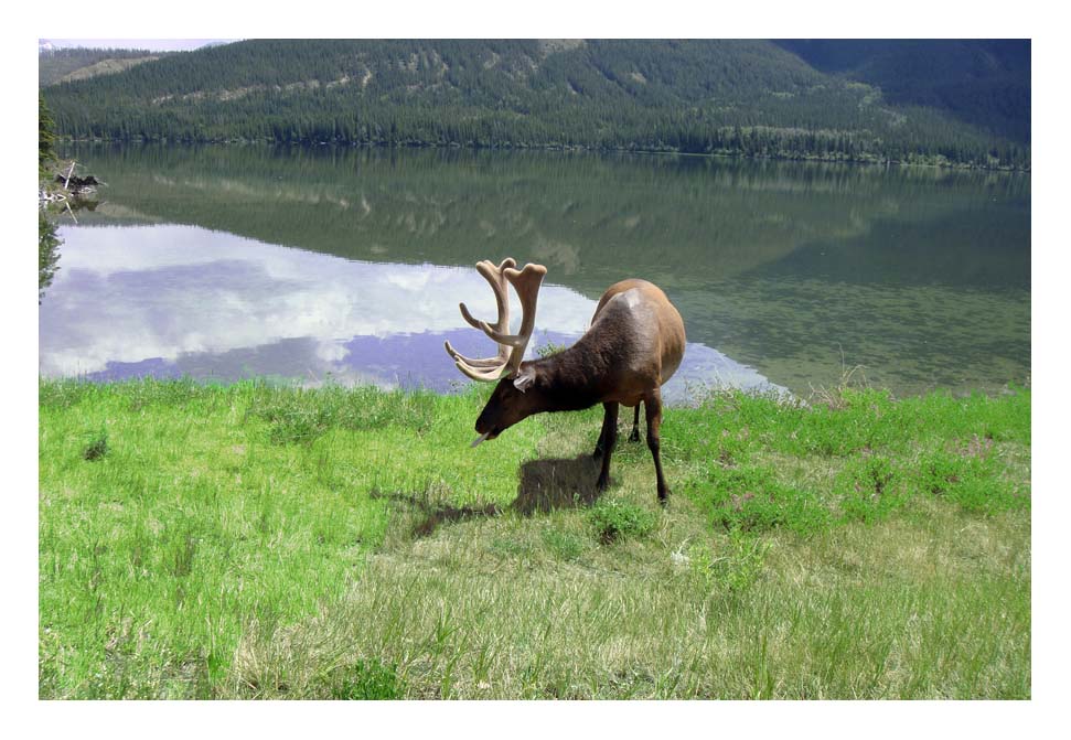 Elk - Jasper National Park