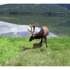 Elk - Jasper National Park