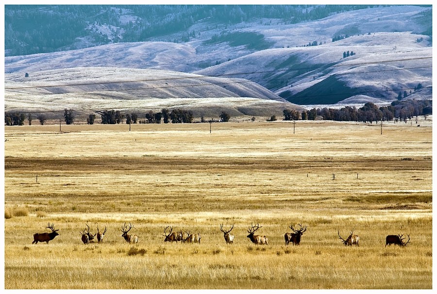 Elk Refuge, Jackson Hole