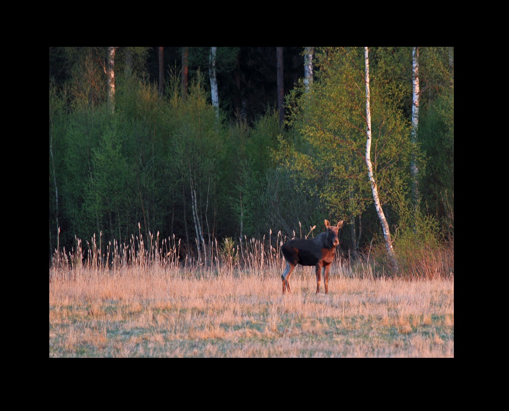 Elk veal