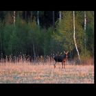 Elk veal