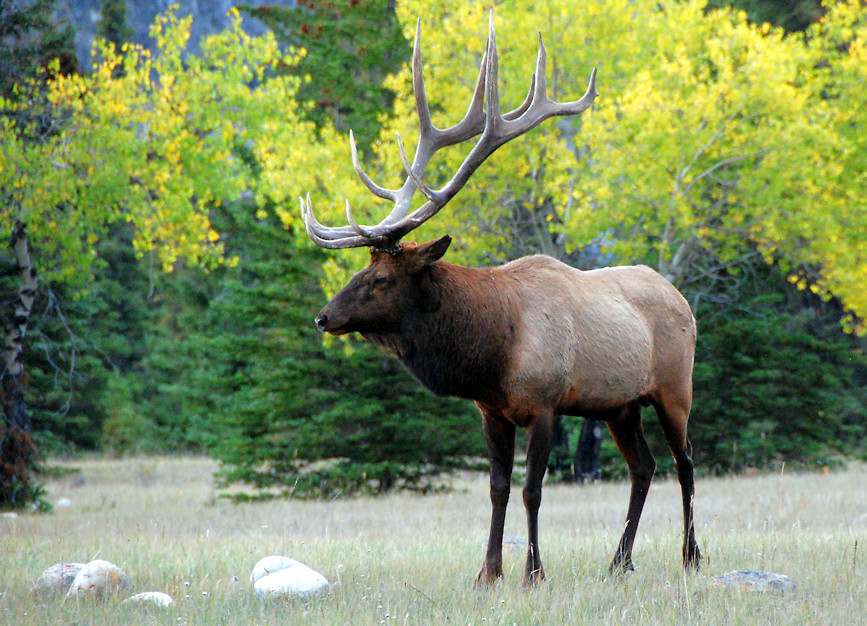 Elk (Waipitihirsch) @Jasper