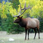 Elk (Waipitihirsch) @Jasper