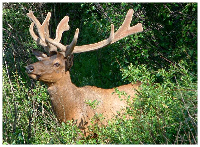 Elk (Wapiti)