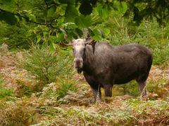 Elkbull in the morning