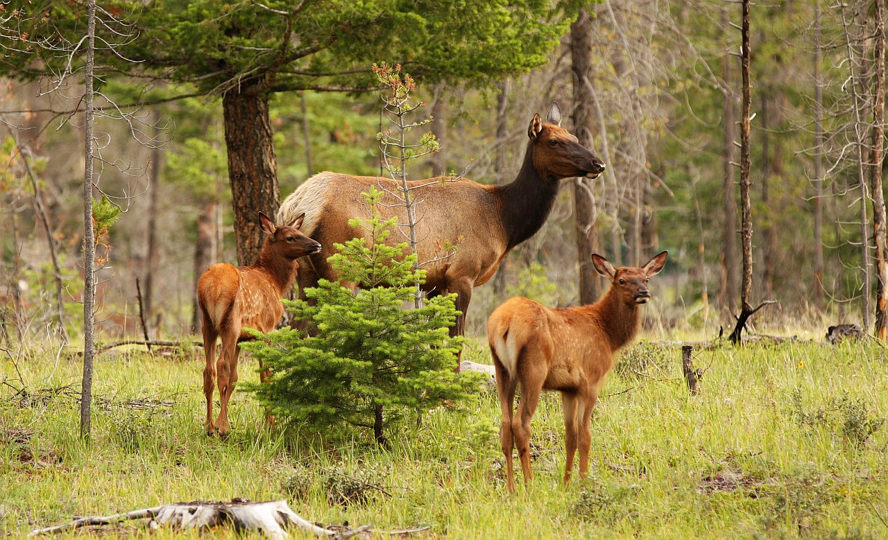 Elkfamily