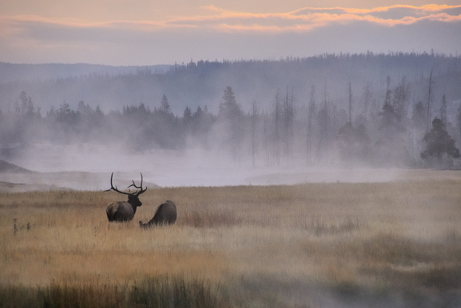 Elks im Yellowstone