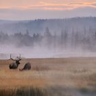 Elks im Yellowstone