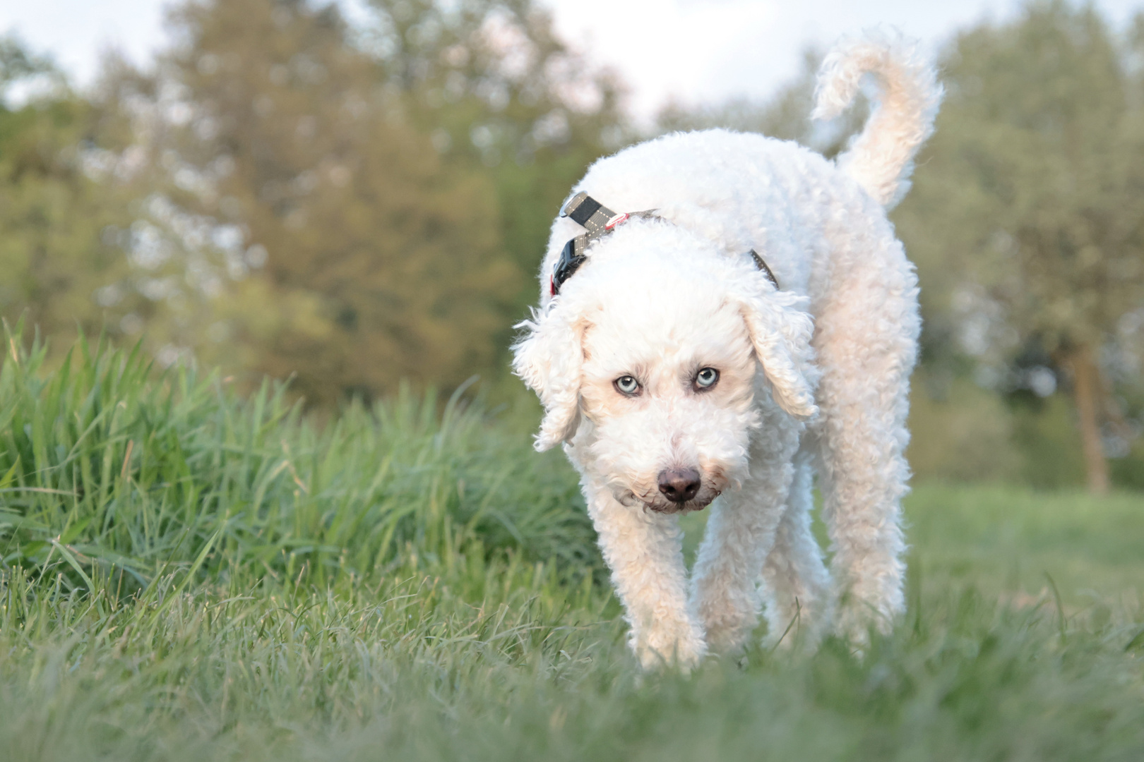 Ella abends auf der Hundewiese