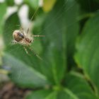 Ella, la araña