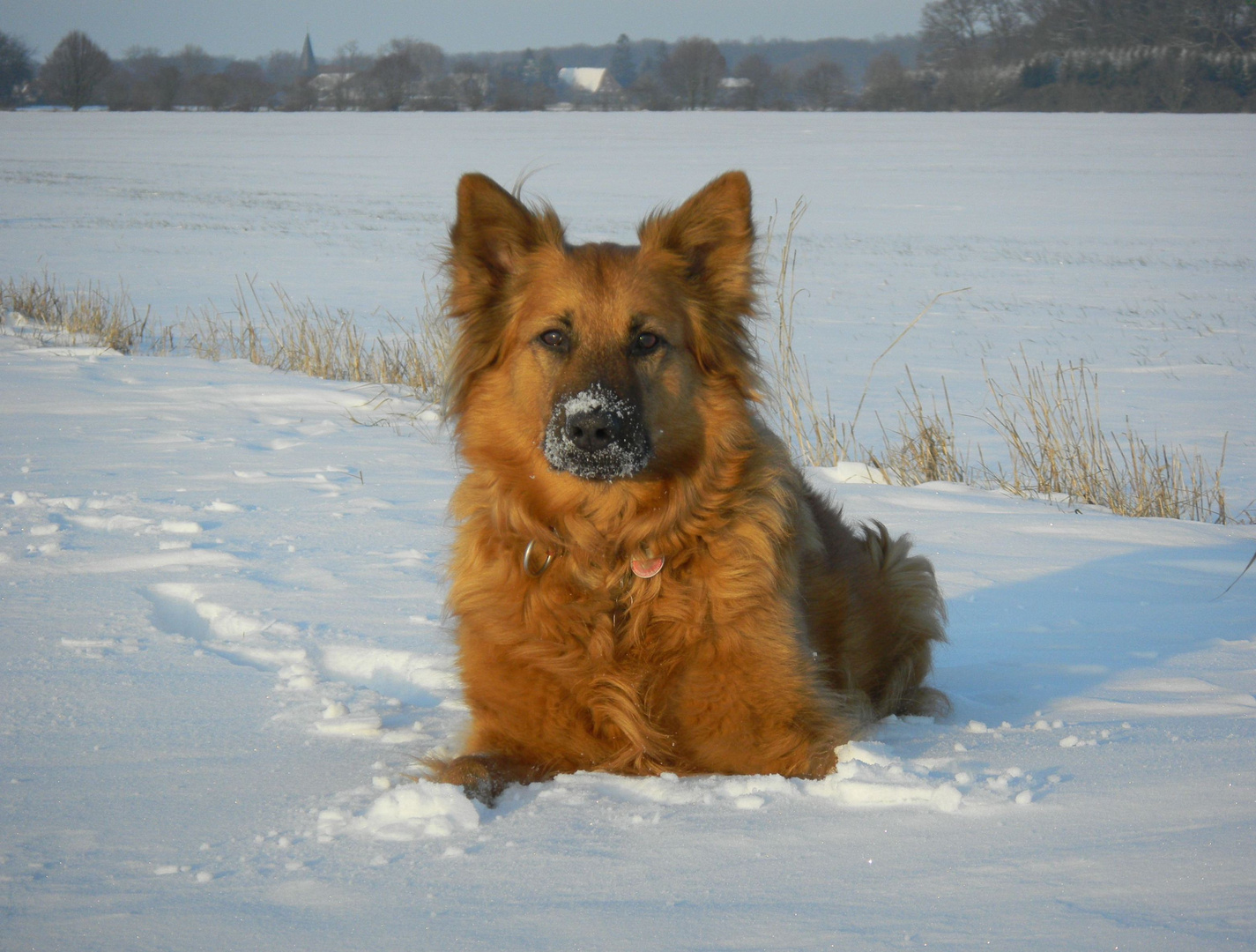 Ella mit Puderzuckerschnute