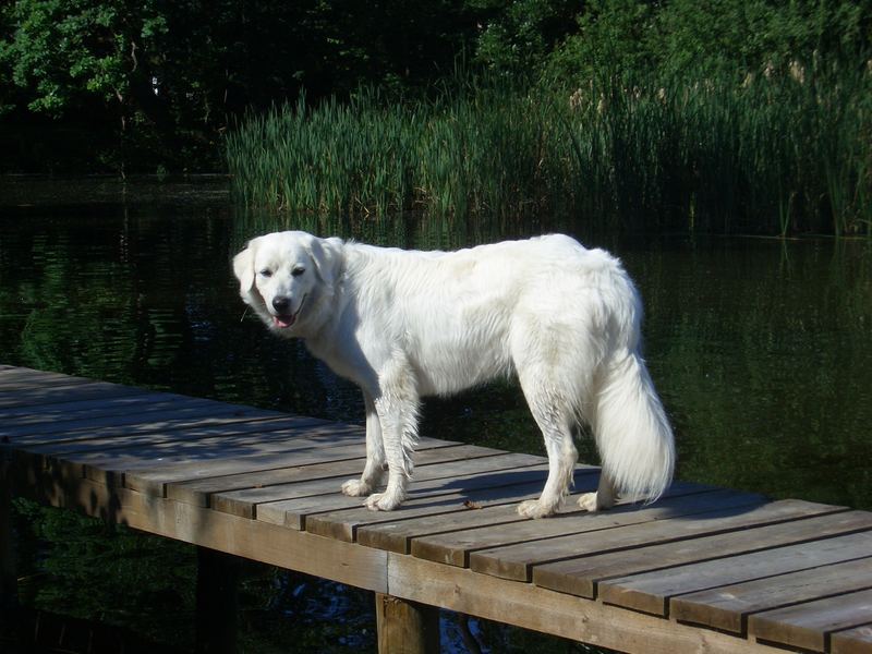 Ella, the white dog