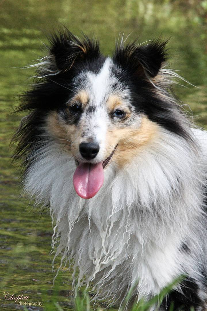 Ella vom Sternensee