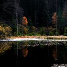 Ellbachsee ohne blaue Birken