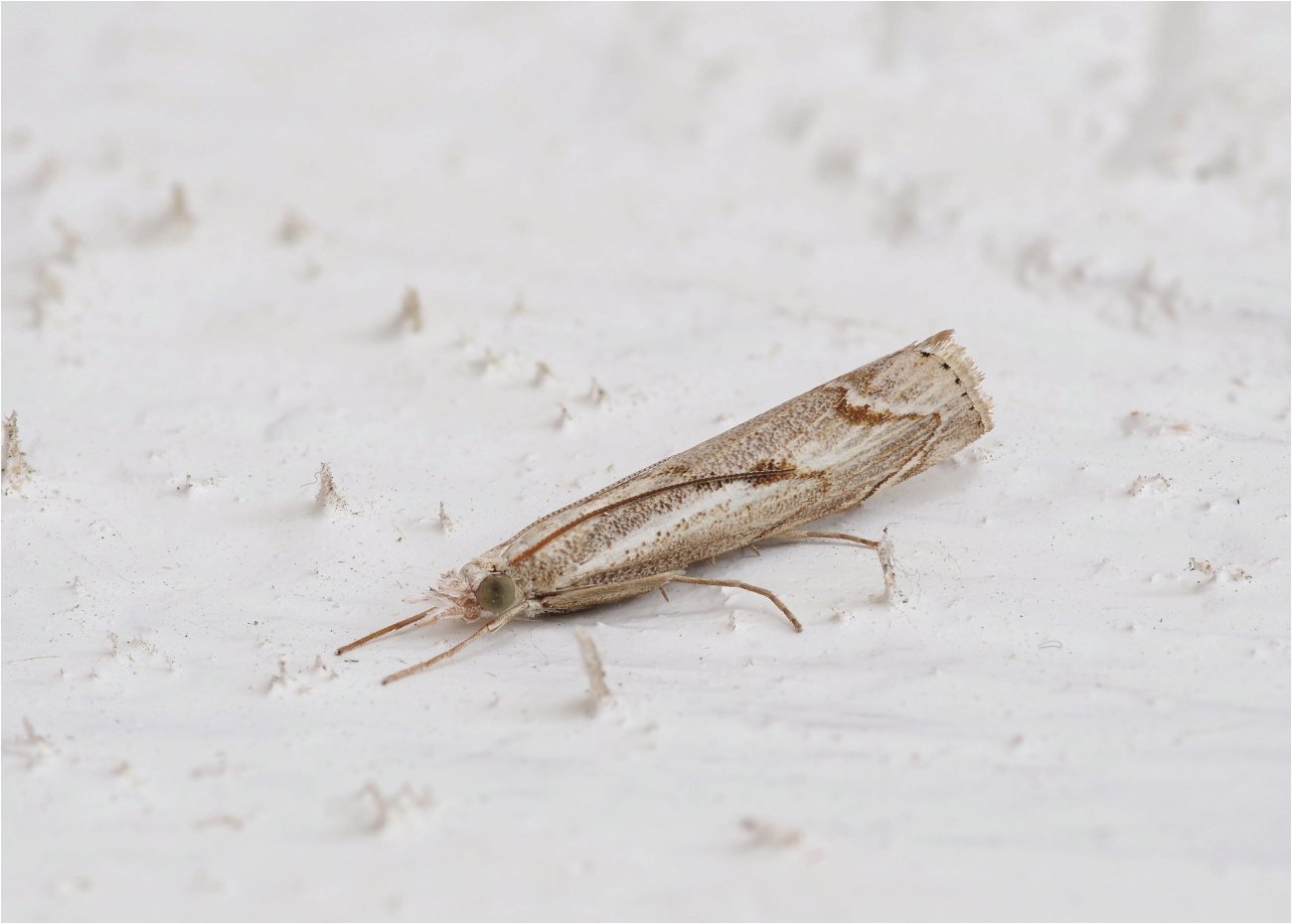 Ellbogenstreifiger Graszünsler (Agriphila geniculea)