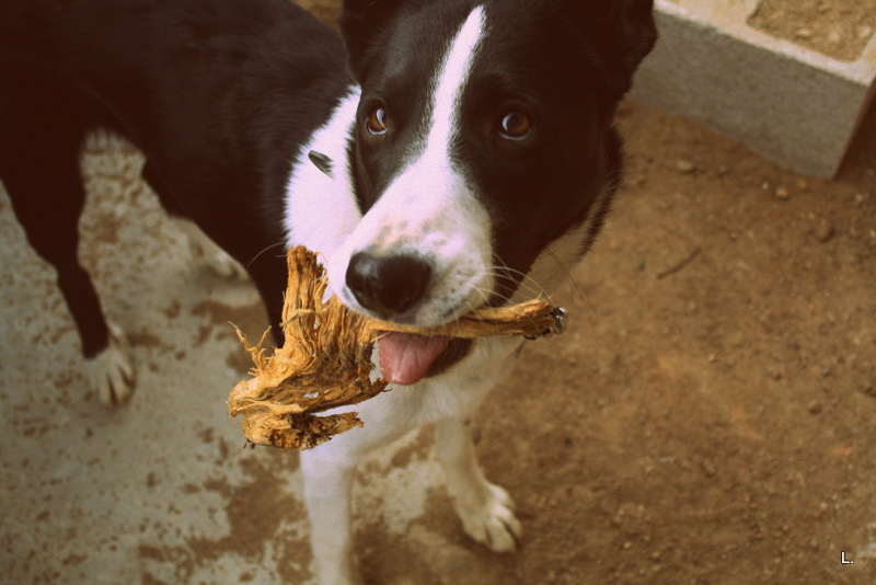 Elle a du Chien