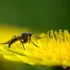 elle est bien grande cette fleur