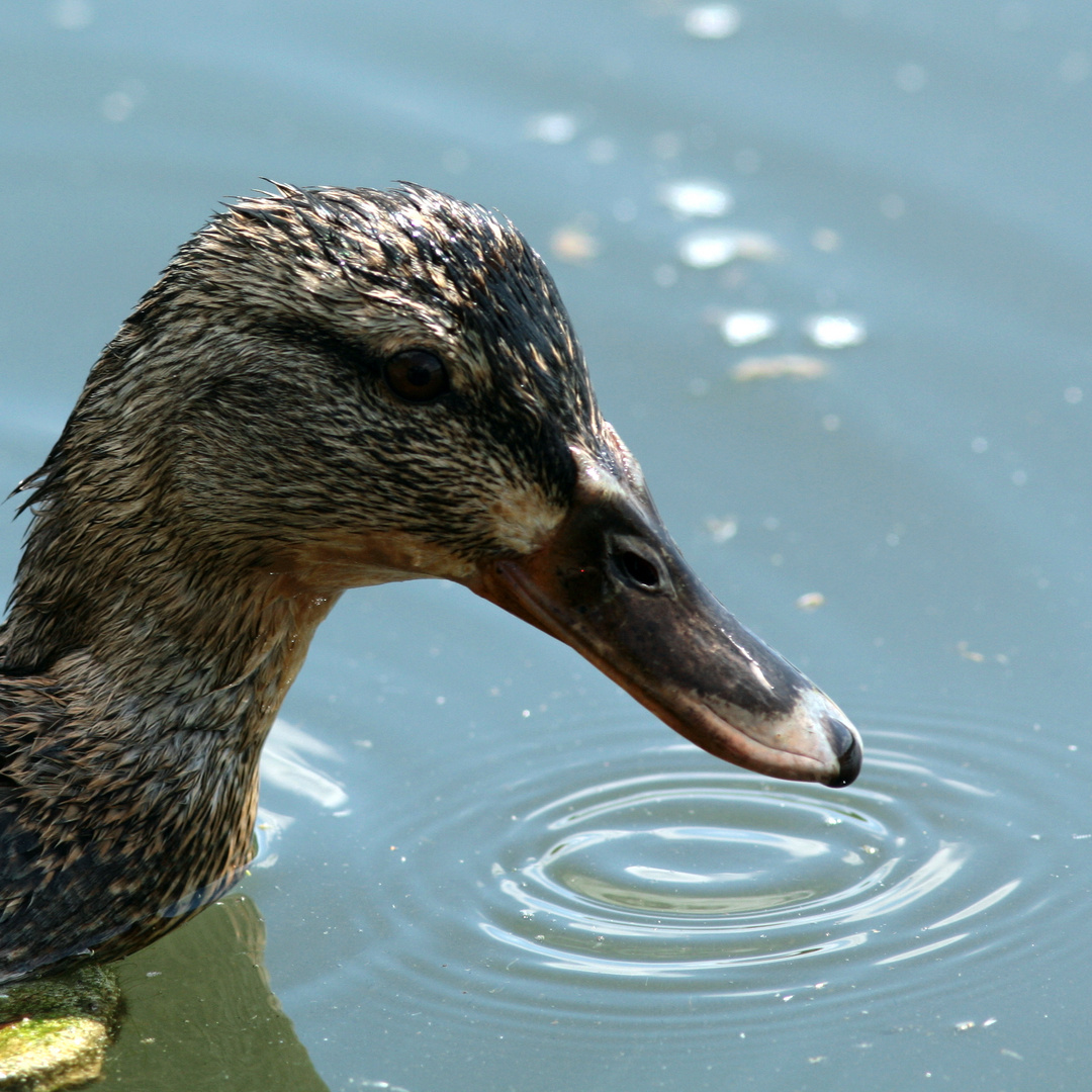 elle fait des ronds dans l'eau