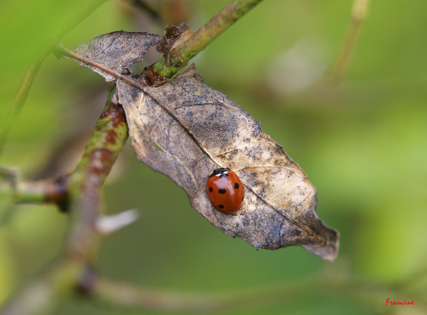 Elle intrigue parfois la coccinelle ...