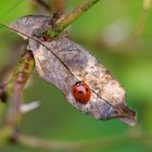 Elle intrigue parfois la coccinelle ...