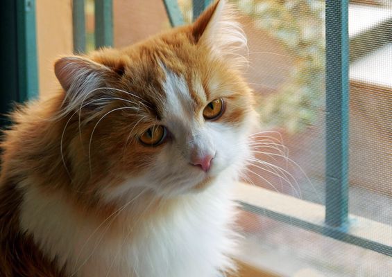 elle n a pas besoin de la  parole pour  se faire comprendre...