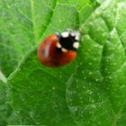 Elle nous protège nos légumes