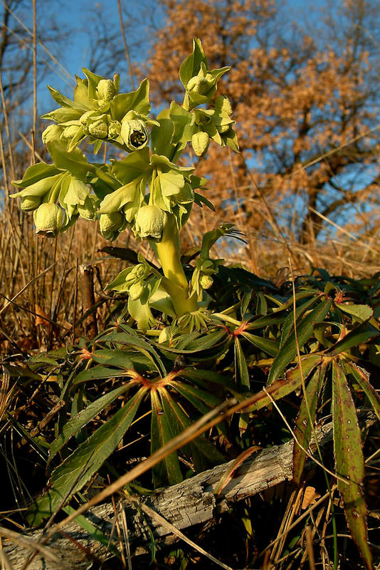 ELLEBORO VIRIDIS