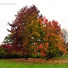 Ellerhop Arboretum Ellerhop