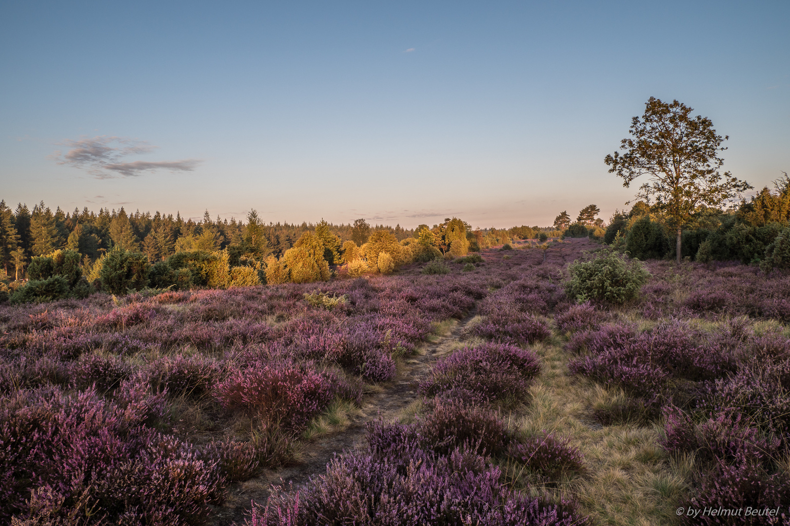 Ellerndorfer Wachholderheide - Die Sonne kommt