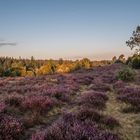 Ellerndorfer Wachholderheide - Die Sonne kommt