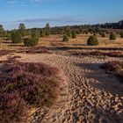 Ellerndorfer Wachholderheide - Spuren im Sand