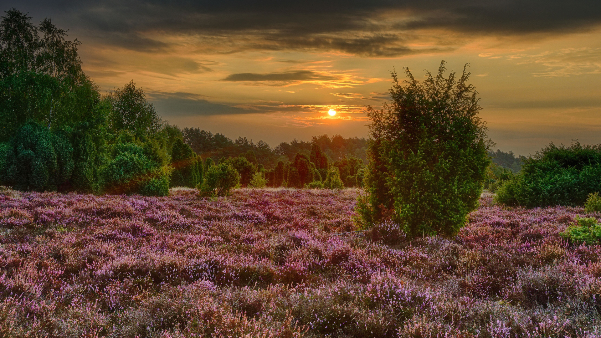 Ellerndorfer-Wacholderheide 2018