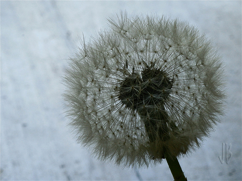 Elles attendnet le vent