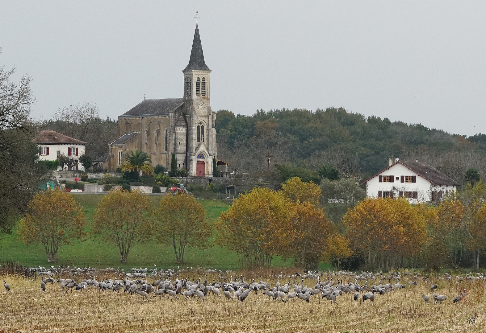 elles étaient là ... en pleine nature