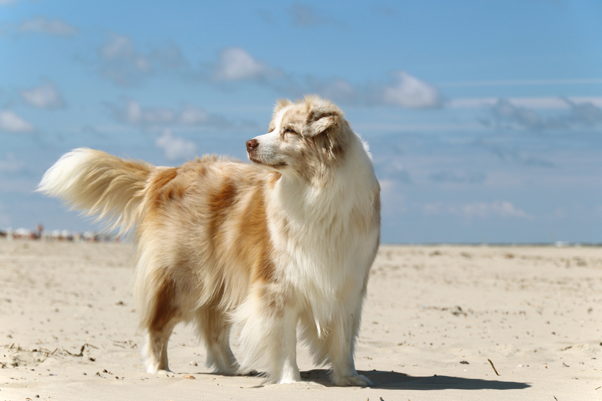 Elli, Australian Shepherd