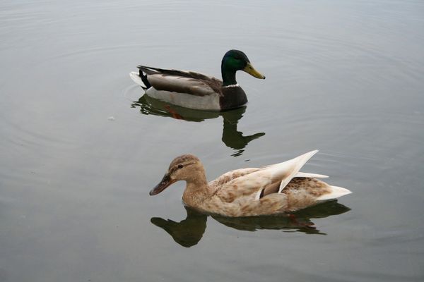 Elli die Ente mit Freund