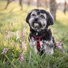 Elli in den Blumen