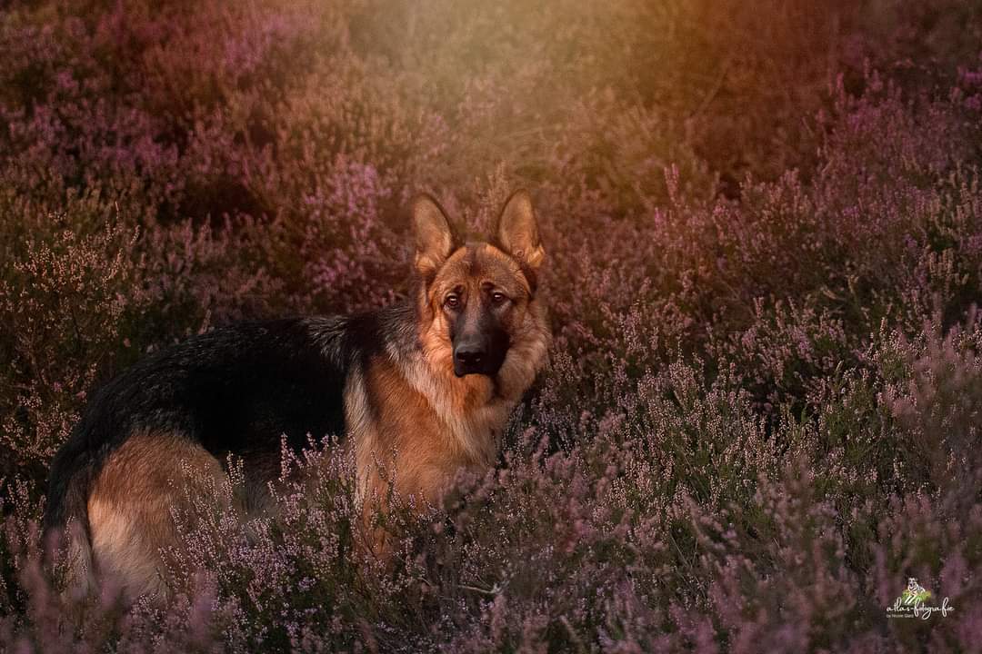 Elli in der Mehlinger Heide 