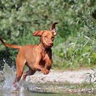 "Elli" Magyar Vizsla 1,5 Jahre