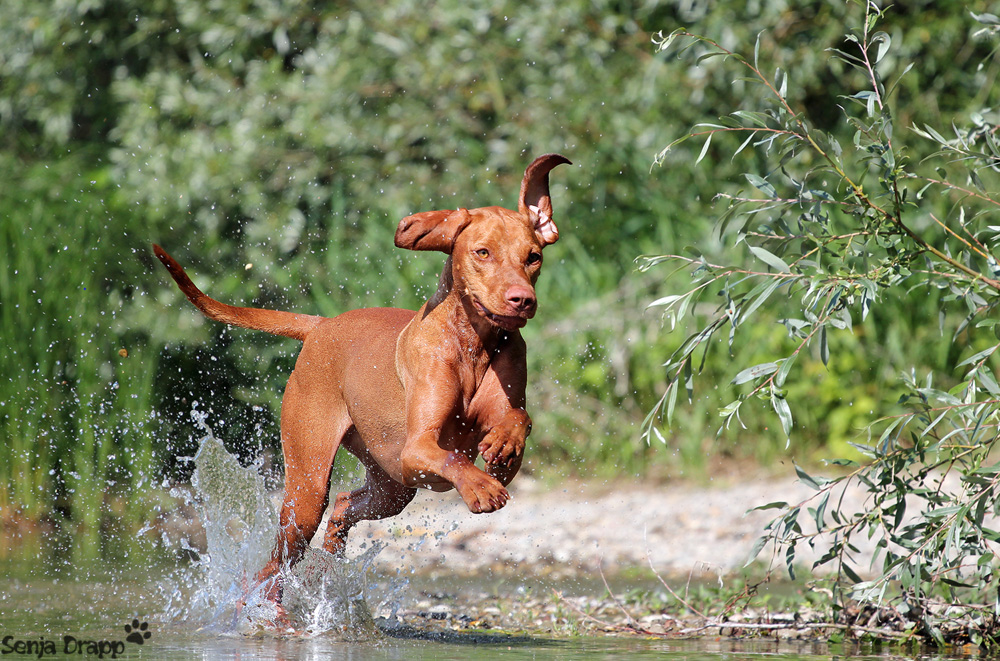 "Elli" Magyar Vizsla 1,5 Jahre