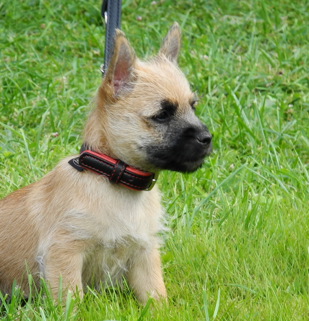 ...Elli,  unser liebes bischen Cairn Terrier ;-)