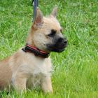 ...Elli,  unser liebes bischen Cairn Terrier ;-)